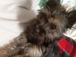 Mixed Breed dogs Gorgeous Yorkie Cross pup looking for forever home - Advert 1