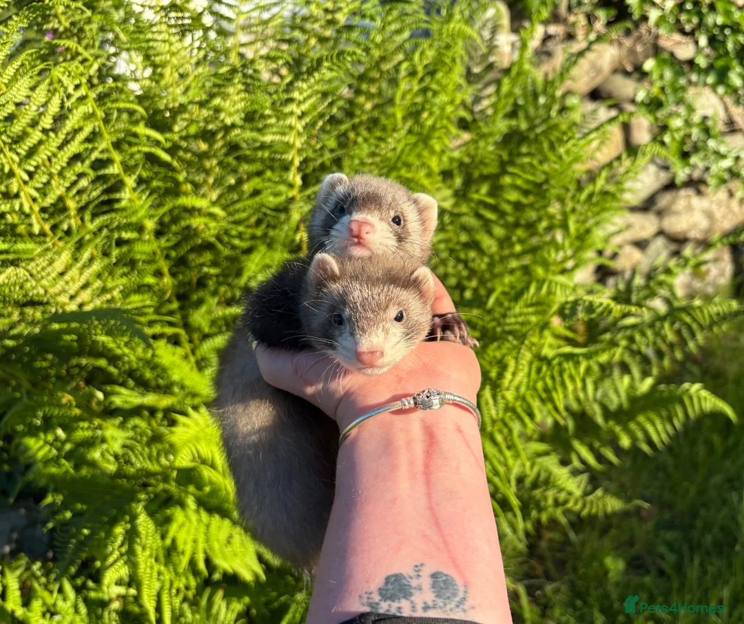 Ferret rodents for sale: Kits for sale  - Advert 1