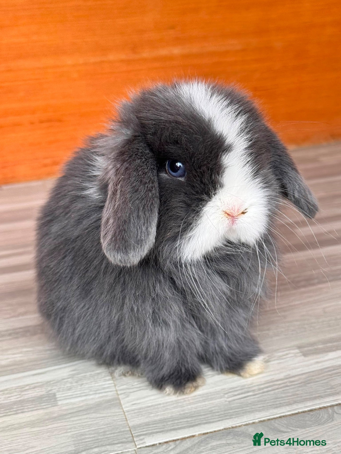 Mini Lop rabbits Little Forest Rabbitry - Advert 2