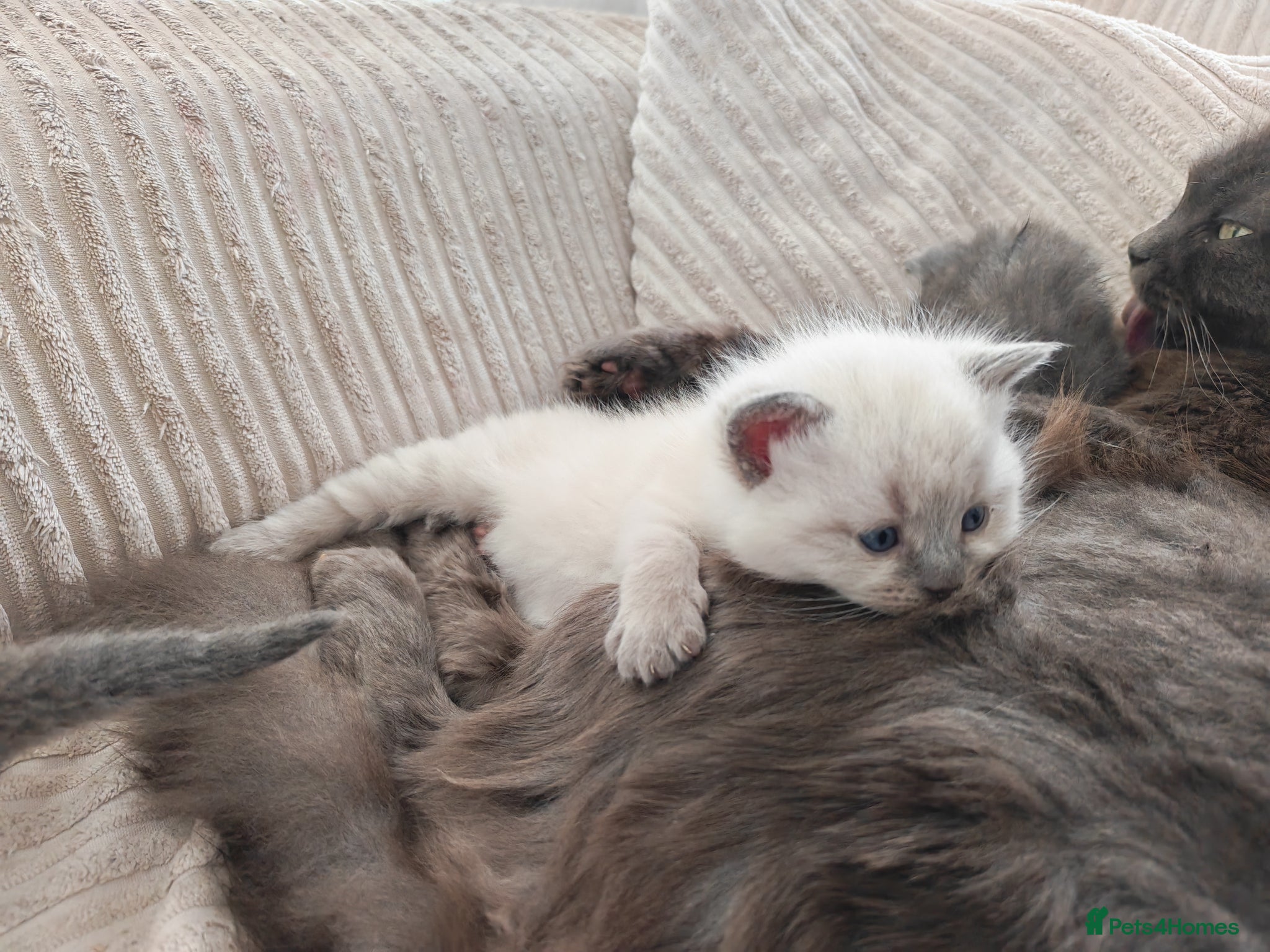 British Shorthair cats Adorable British Short hair kittens  - Advert 15