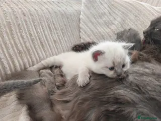 British Shorthair cats Adorable British Short hair kittens - Advert 15