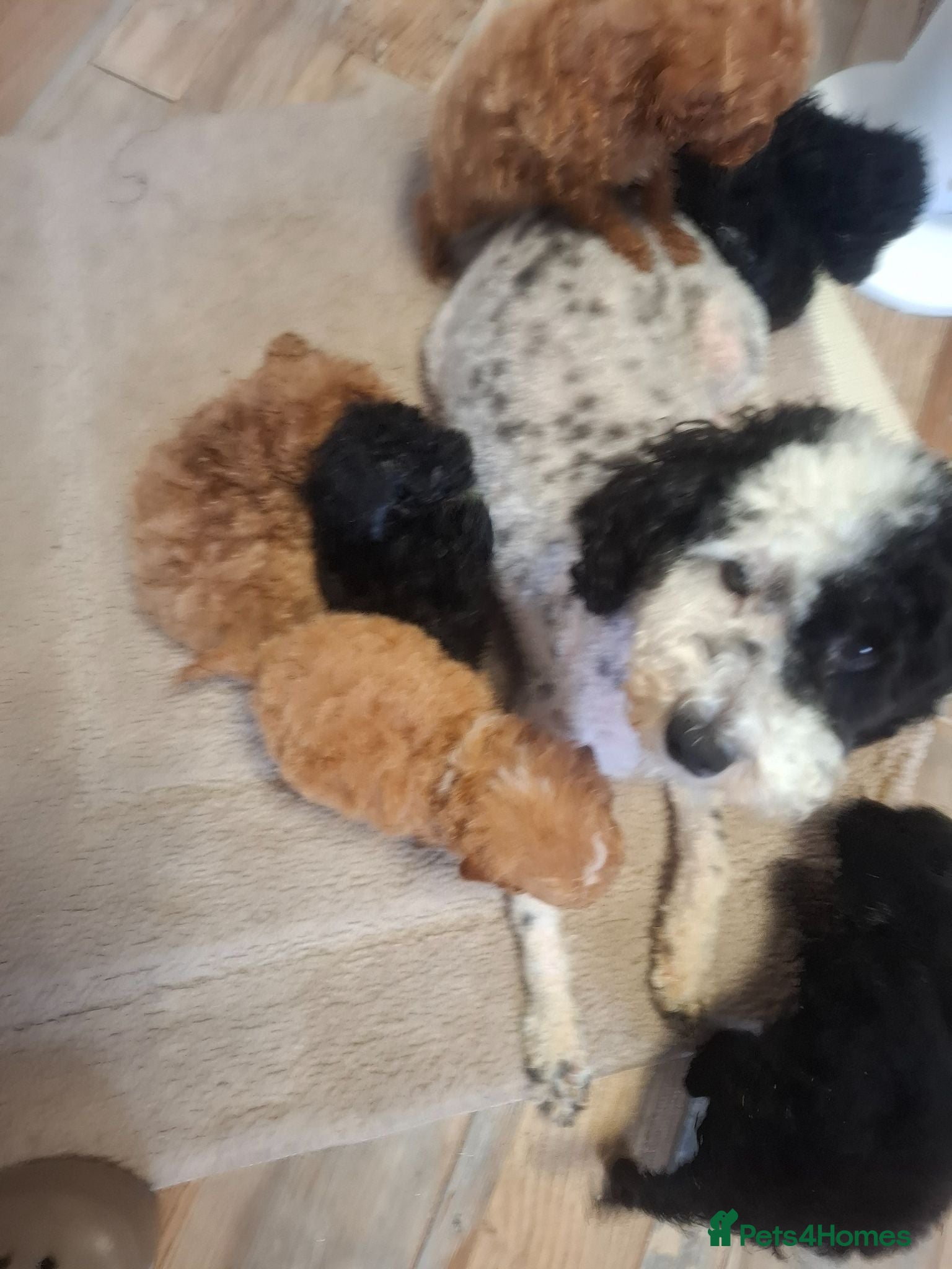 Toy Poodle dogs Toy poodle 🐩 kc registered mum and dad  - Advert 1