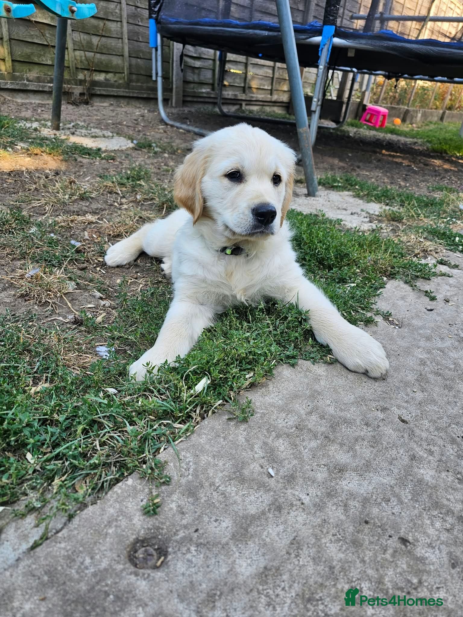 Golden Retriever dogs Ready to go now! Golden Retriever in Harrow London - Advert 2