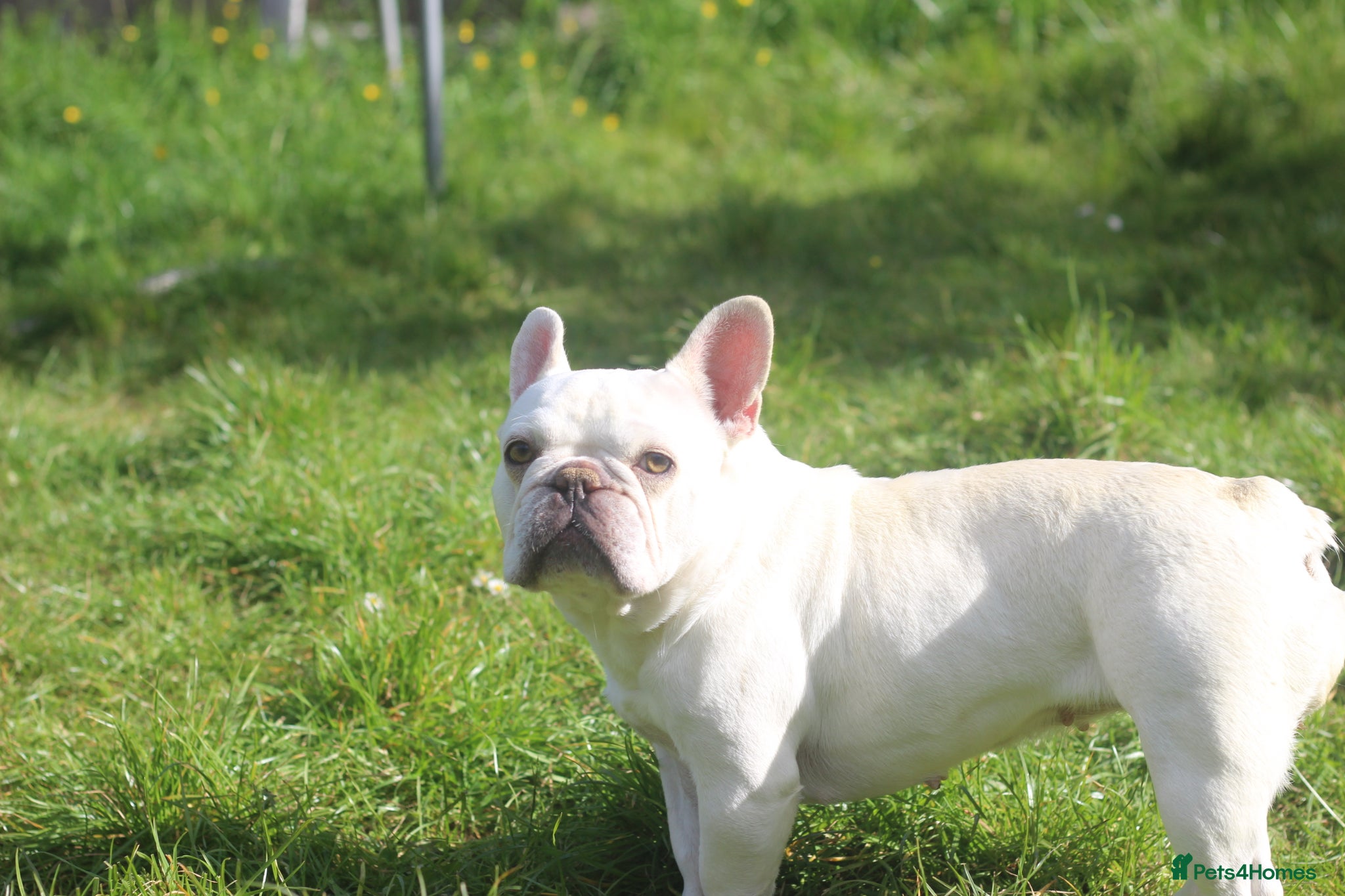French Bulldog dogs X1 Platinum boy and x1 Black pied girl  - Advert 4