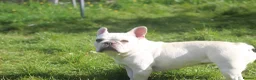 French Bulldog dogs for sale: X1 Platinum boy and x1 Black pied girl  - Advert 2