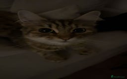 Domestic Shorthair cats for sale: 2 1/2 year old sweet girl  - Advert 2