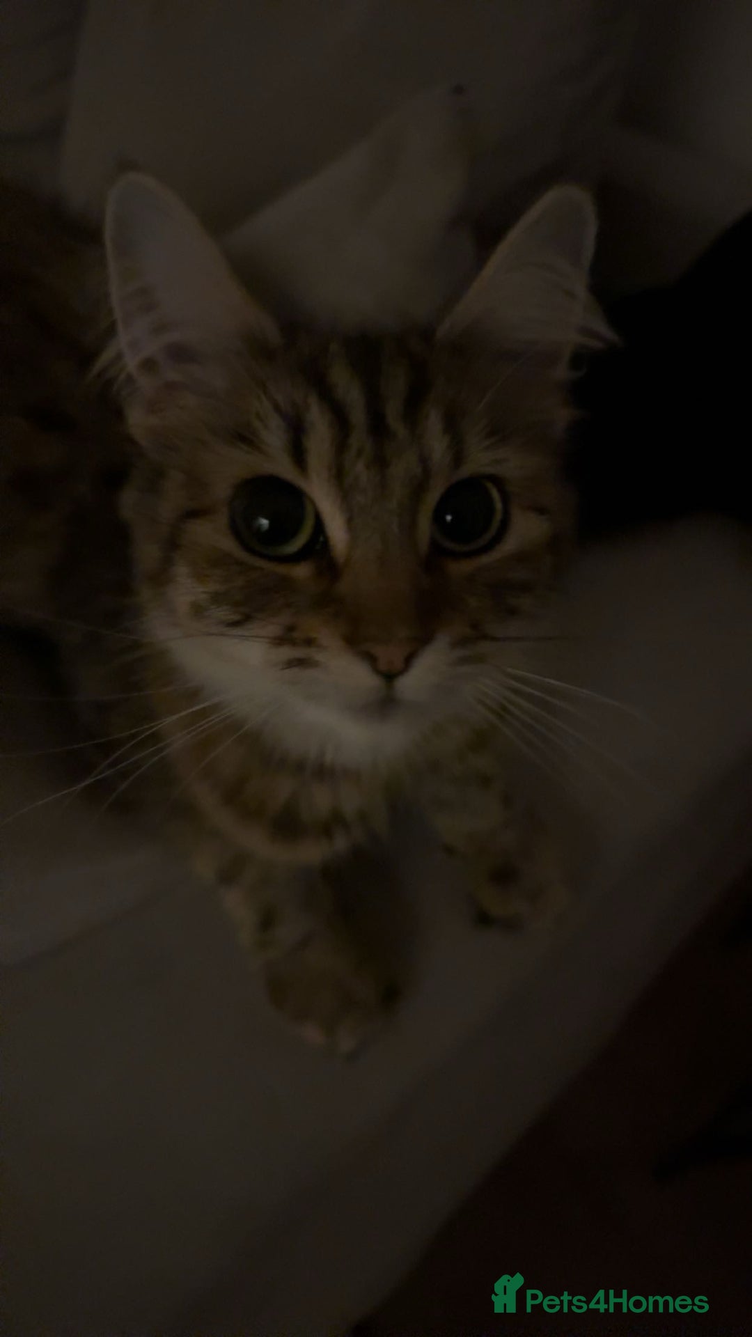 Domestic Shorthair cats for sale: 2 1/2 year old sweet girl  - Advert 2