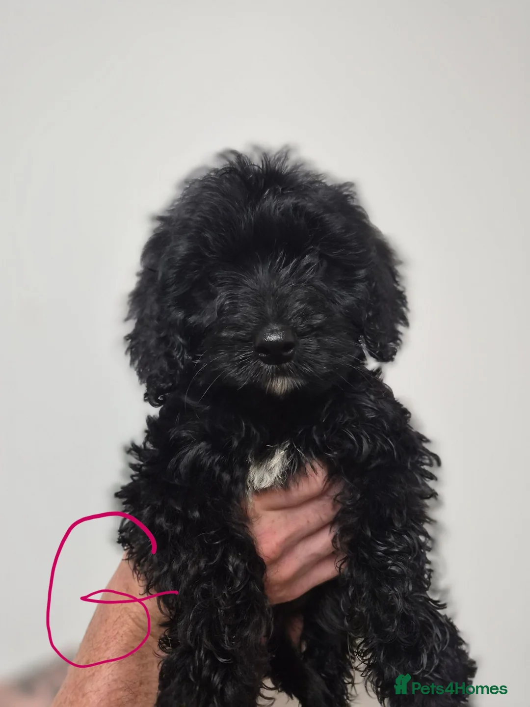 Cockapoo dogs for sale: Toy Cockapoos  - Advert 1