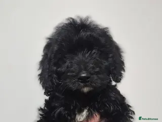 Cockapoo dogs Toy Cockapoos - Advert 15
