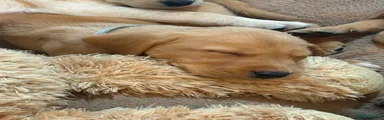 Labrador Retriever Puppy 4