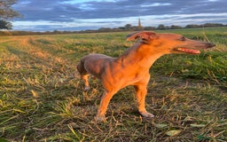 Whippet dogs for stud: Whippet Stud – Rhylan Chunk (Bandi)  - Image 2