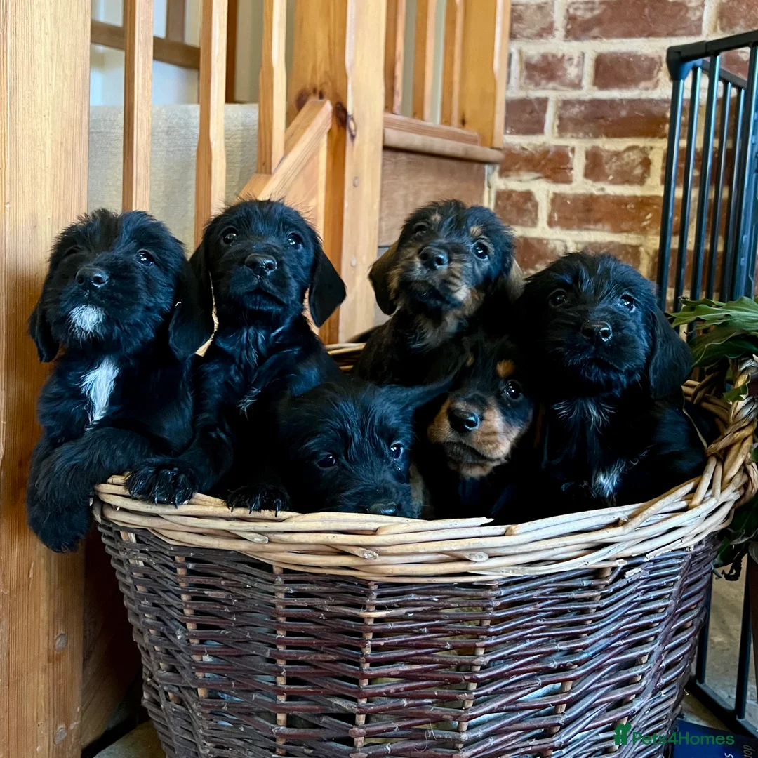 Mixed Breed dogs for sale: Brilliant Bold Working Cocker x Teckel Puppies! - Advert 1