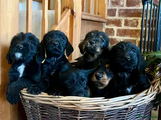 Mixed Breed dogs Brilliant Bold Working Cocker x Teckel Puppies! - Advert 1