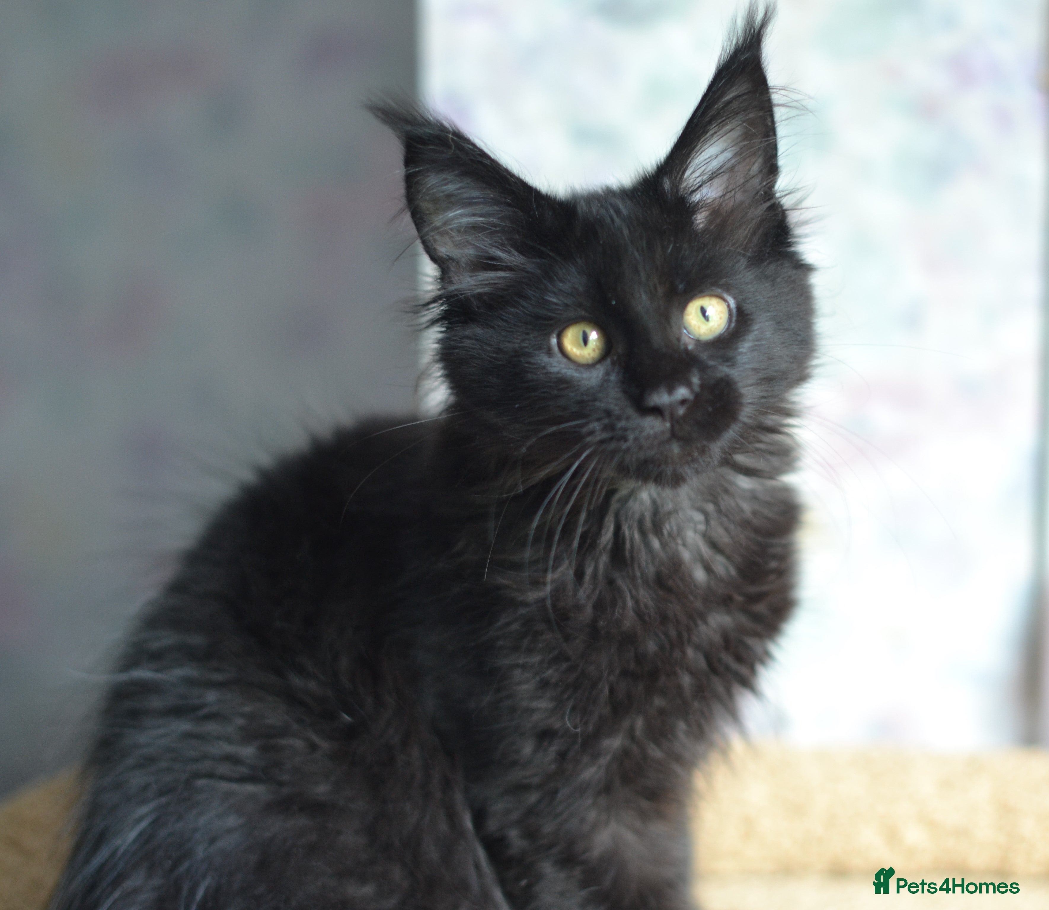 Maine Coon cats Tica registered Maine Coon Black Boy  - Advert 18