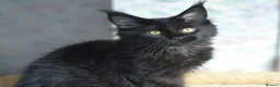 Maine Coon cats for sale: Tica registered Maine Coon Black Boy  - Advert 5