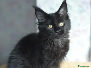Maine Coon cats Tica registered Maine Coon Black Boy - Advert 1