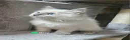 Ragdoll cats for sale: Ragdoll Kitten AVALIABLE  - Advert 15