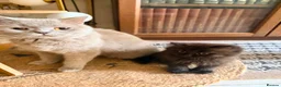 British Shorthair cats for sale: BRITISH SHORTHAIR DOLLS READY NOW! in Uxbridge - Advert 3