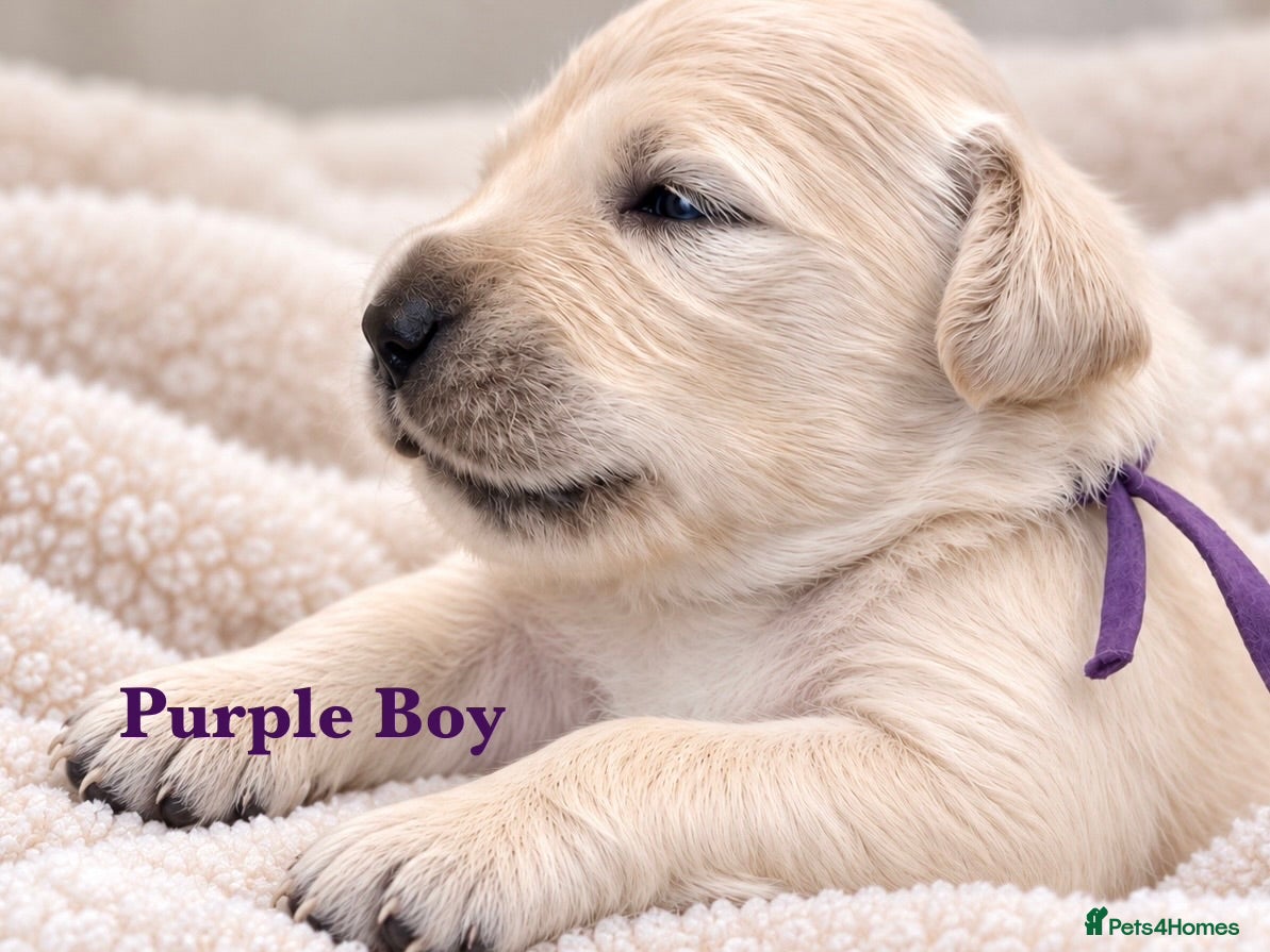 Golden Retriever dogs Champion line puppies 🏆 - Advert 2
