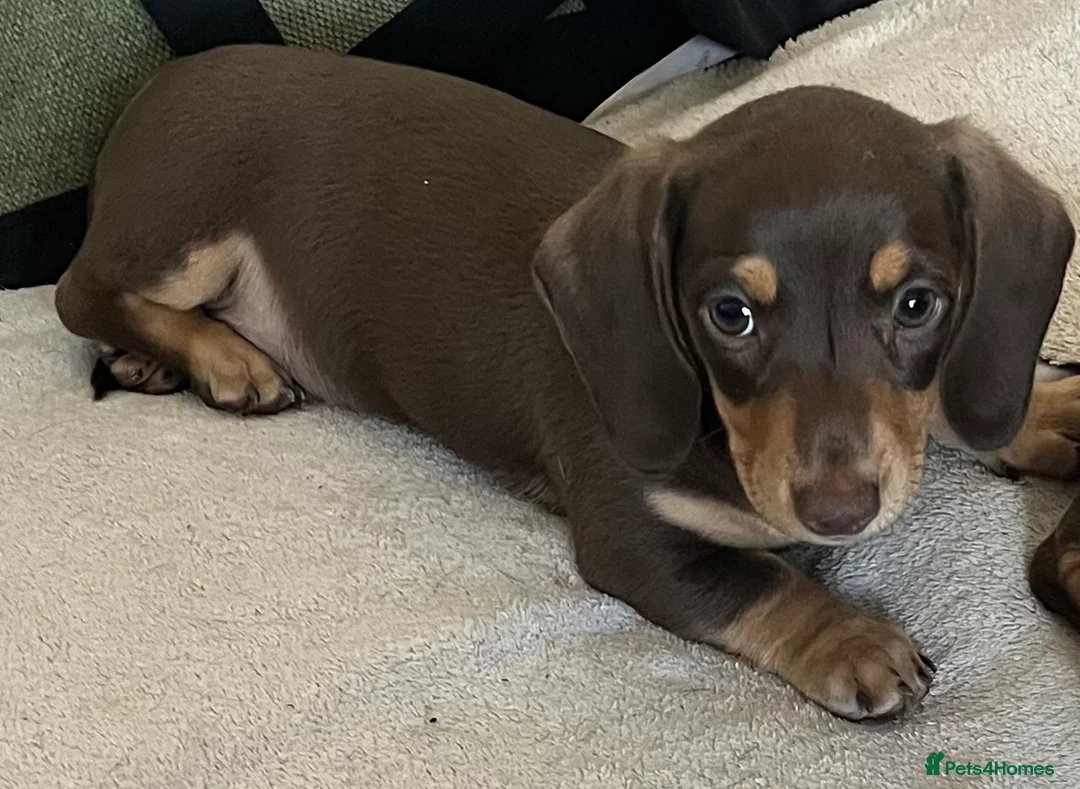 Miniature Dachshund dogs for sale: Beautiful mini Babies - Advert 5