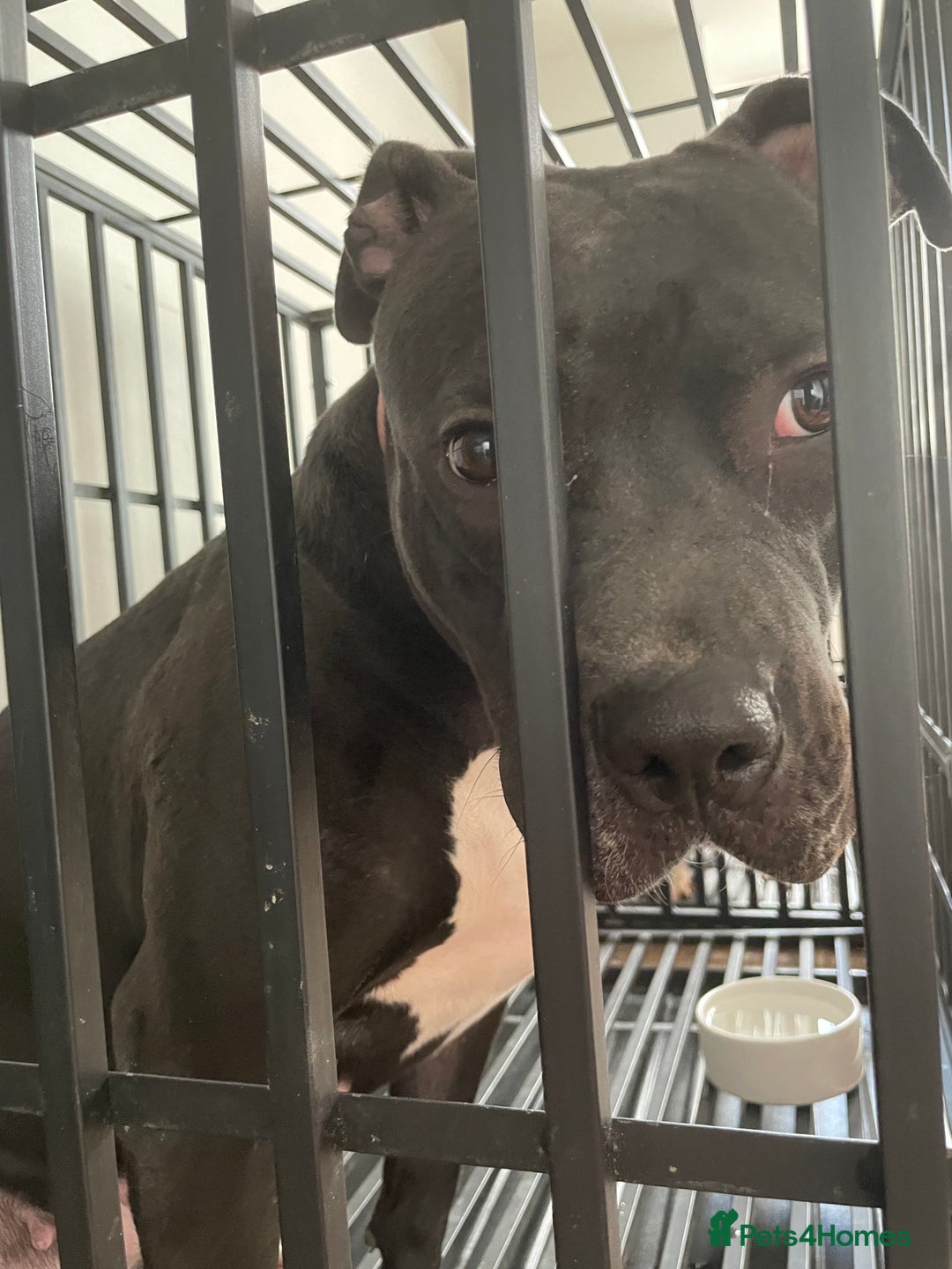 Mixed Breed dogs for sale: Dior  - Image 2