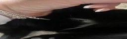 Domestic Shorthair cats for sale: Two beautiful black boys - Advert 2