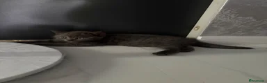 Scottish Fold 1