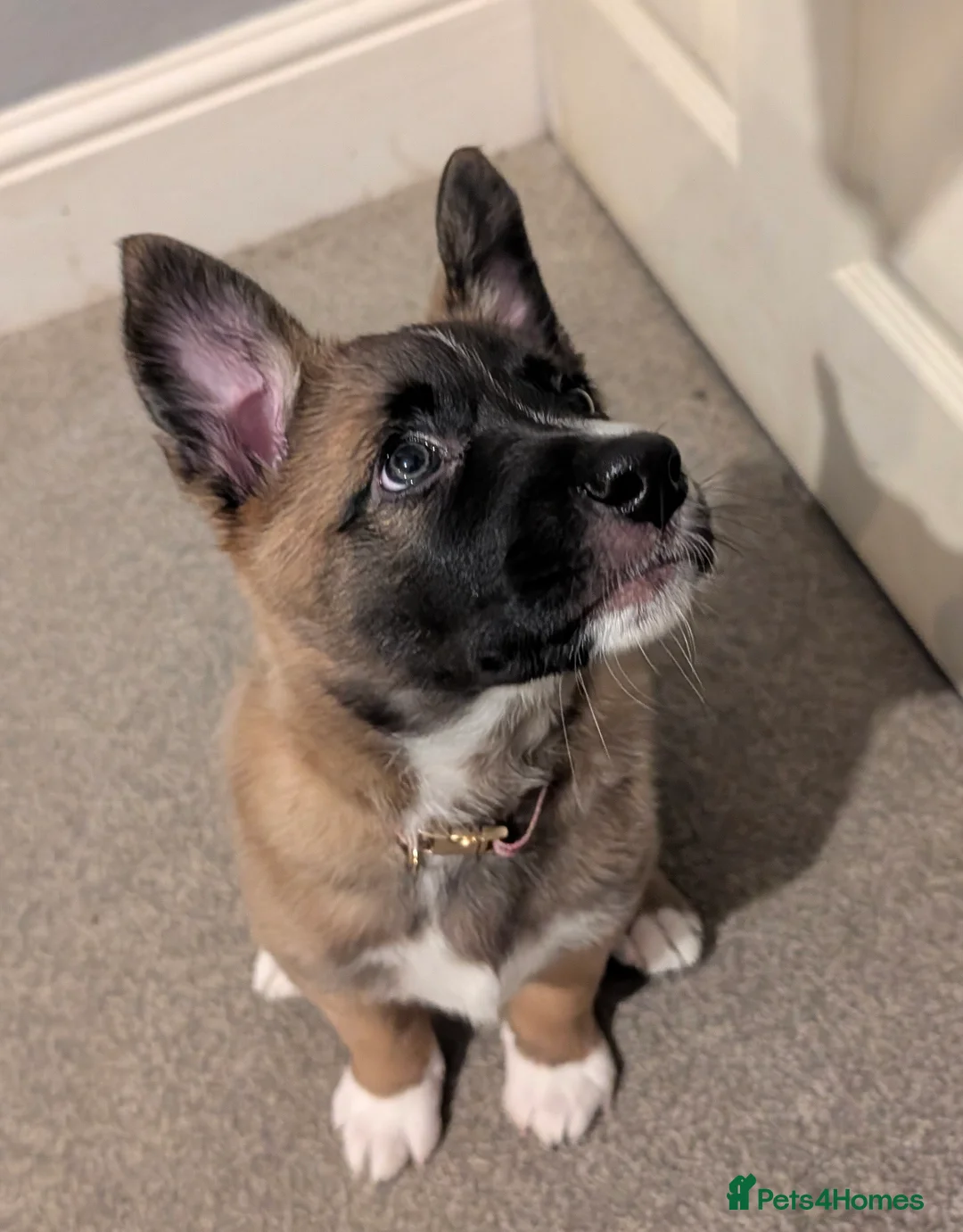 Mixed Breed dogs for sale: Belgian Malinois x Border Collie Pups Malincollie - Advert 1