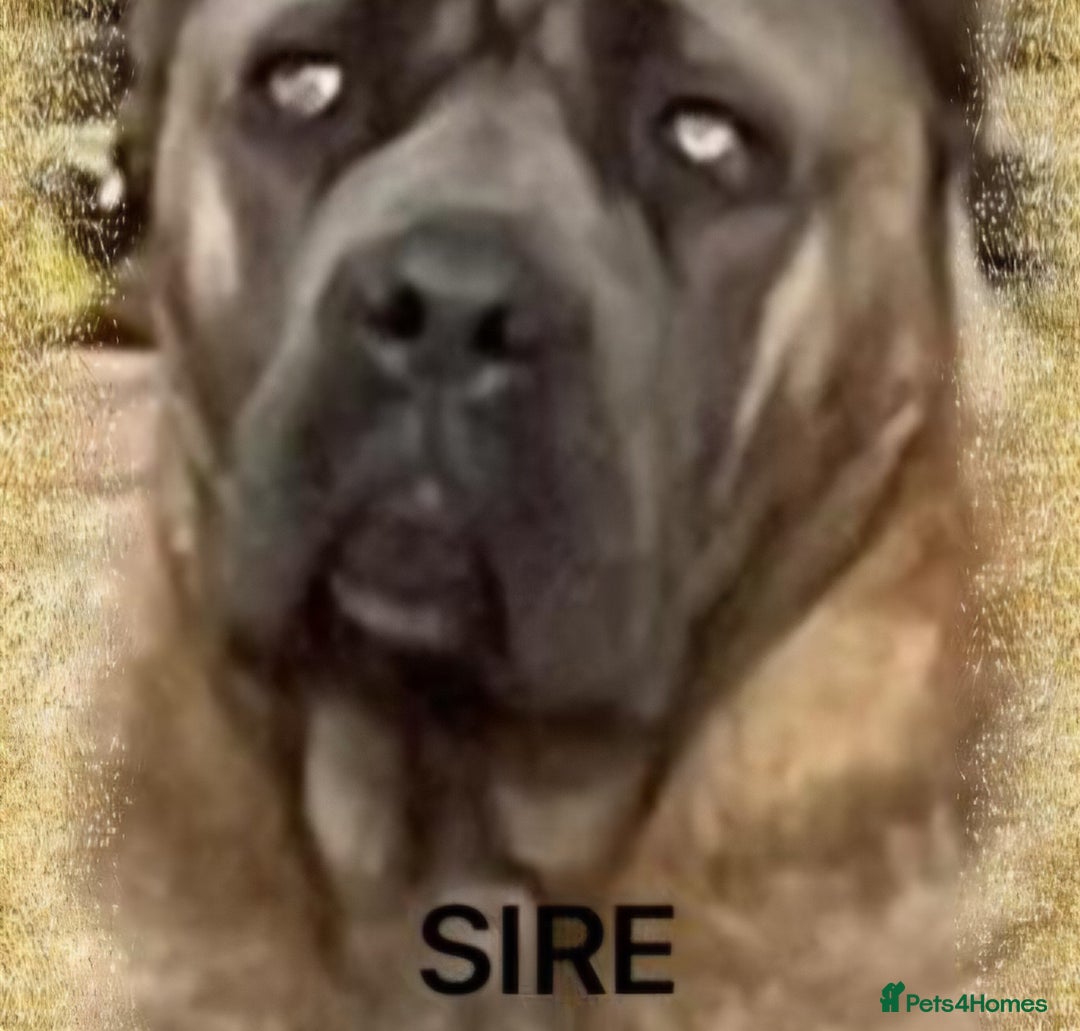 Cane Corso dogs for sale: Elite Formentino Cane Corso puppies - Advert 10