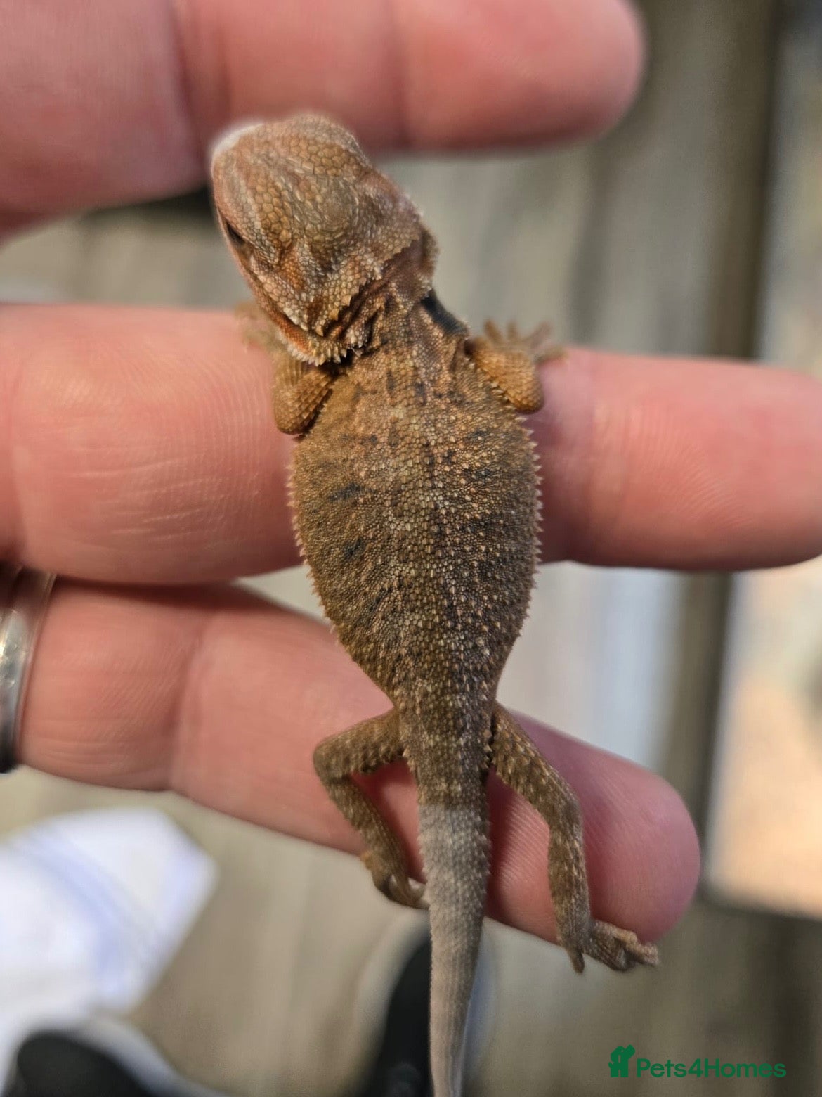 Bearded Dragon reptiles Red Monster blue bar and G stripe possible Chroma  - Advert 2