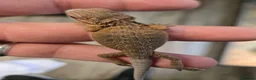 Bearded Dragon reptiles for sale: Red Monster blue bar and G stripe possible Chroma  - Advert 2