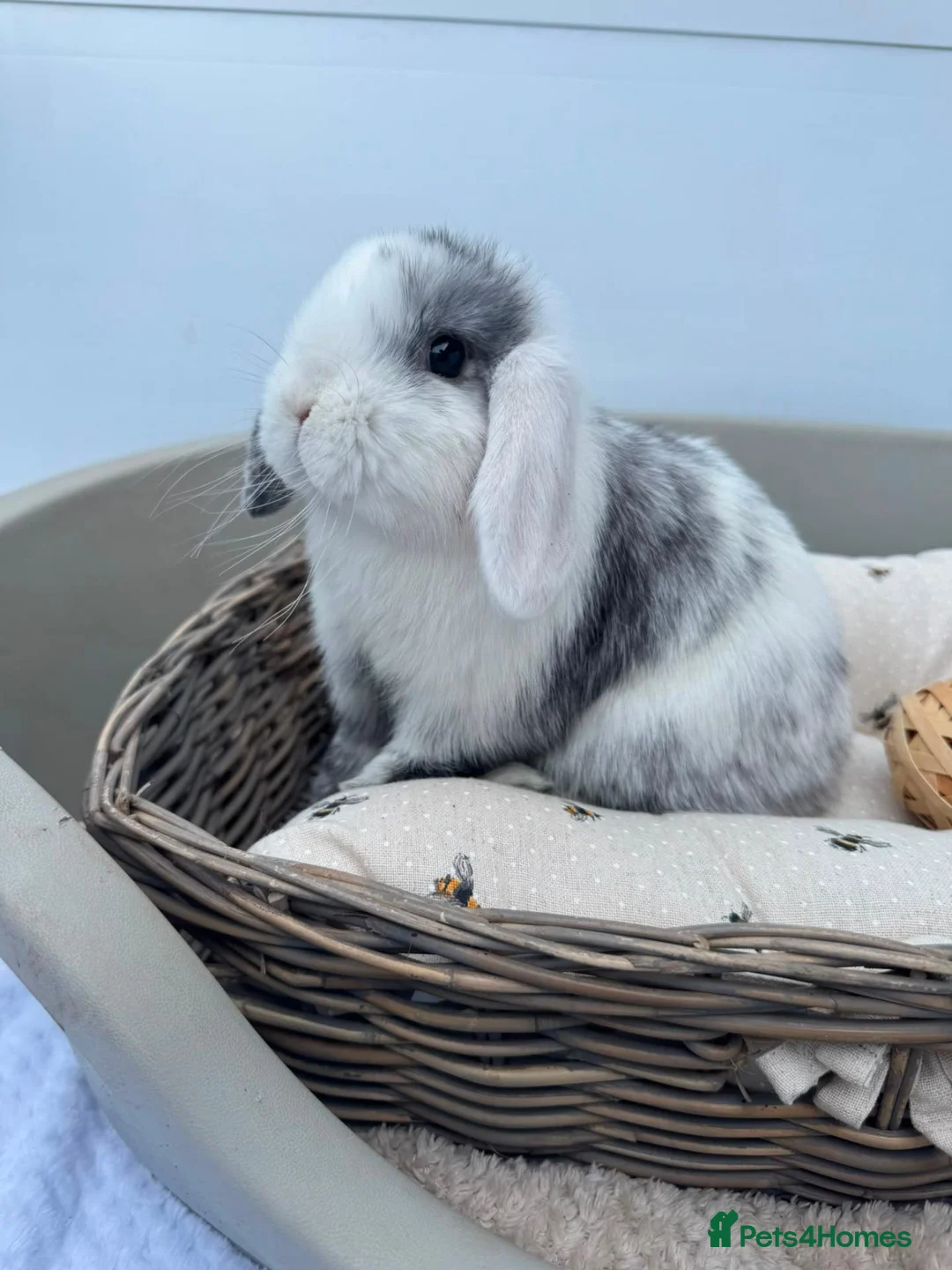 Mini Lop rabbits for sale: Pure bred Mini Lop Rabbits - Advert 2