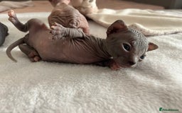 Sphynx cats for sale: 3 beautiful GIRlS available ❤️  - Image 7