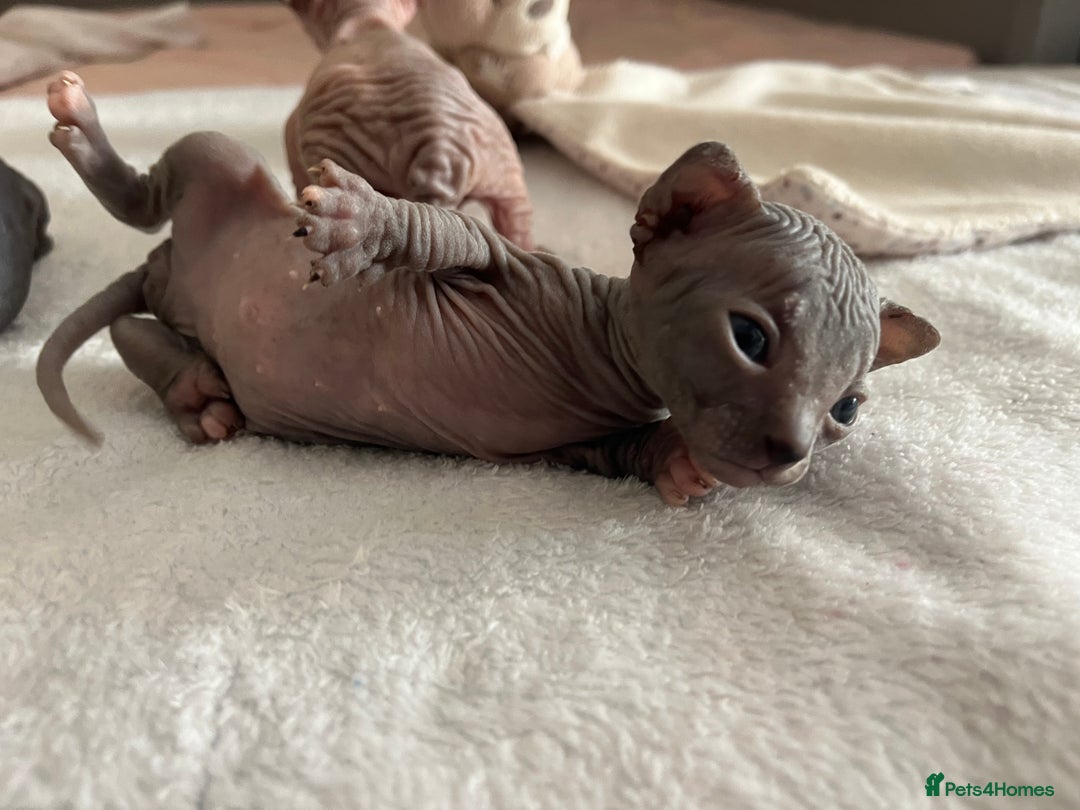 Sphynx cats for sale: 3 beautiful GIRlS available ❤️  - Image 7