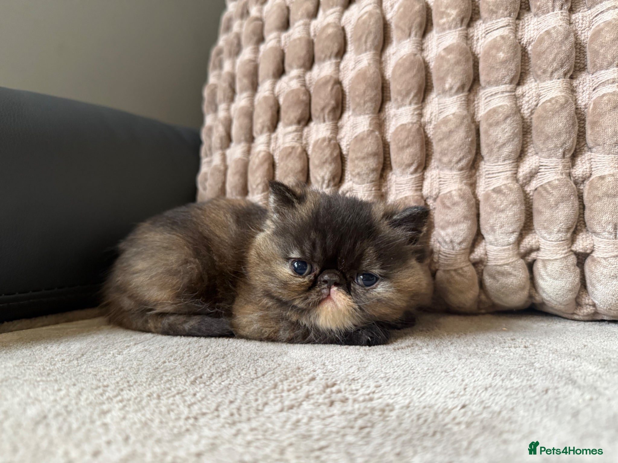 Exotic cats Short hair exotic Torti female  - Advert 5