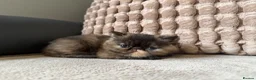 Exotic cats for sale: Short hair exotic Torti female  - Advert 1