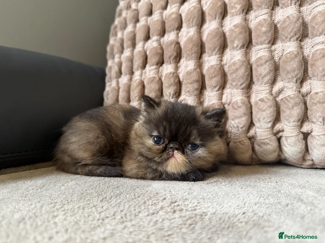 Exotic cats for sale: Short hair exotic Torti female  - Advert 1