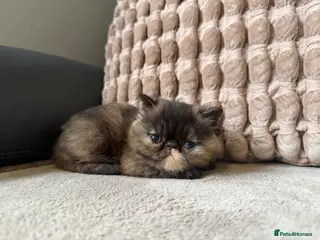 Exotic cats Short hair exotic Torti female - Advert 5