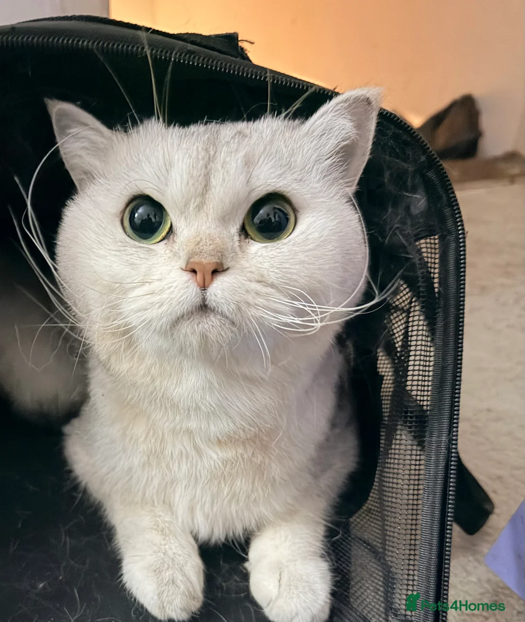 Mixed Breed cats for sale: Mix British short hair Persian  in Manchester - Advert 1