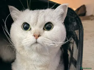 Mixed Breed cats Mix British short hair Persian - Advert 1