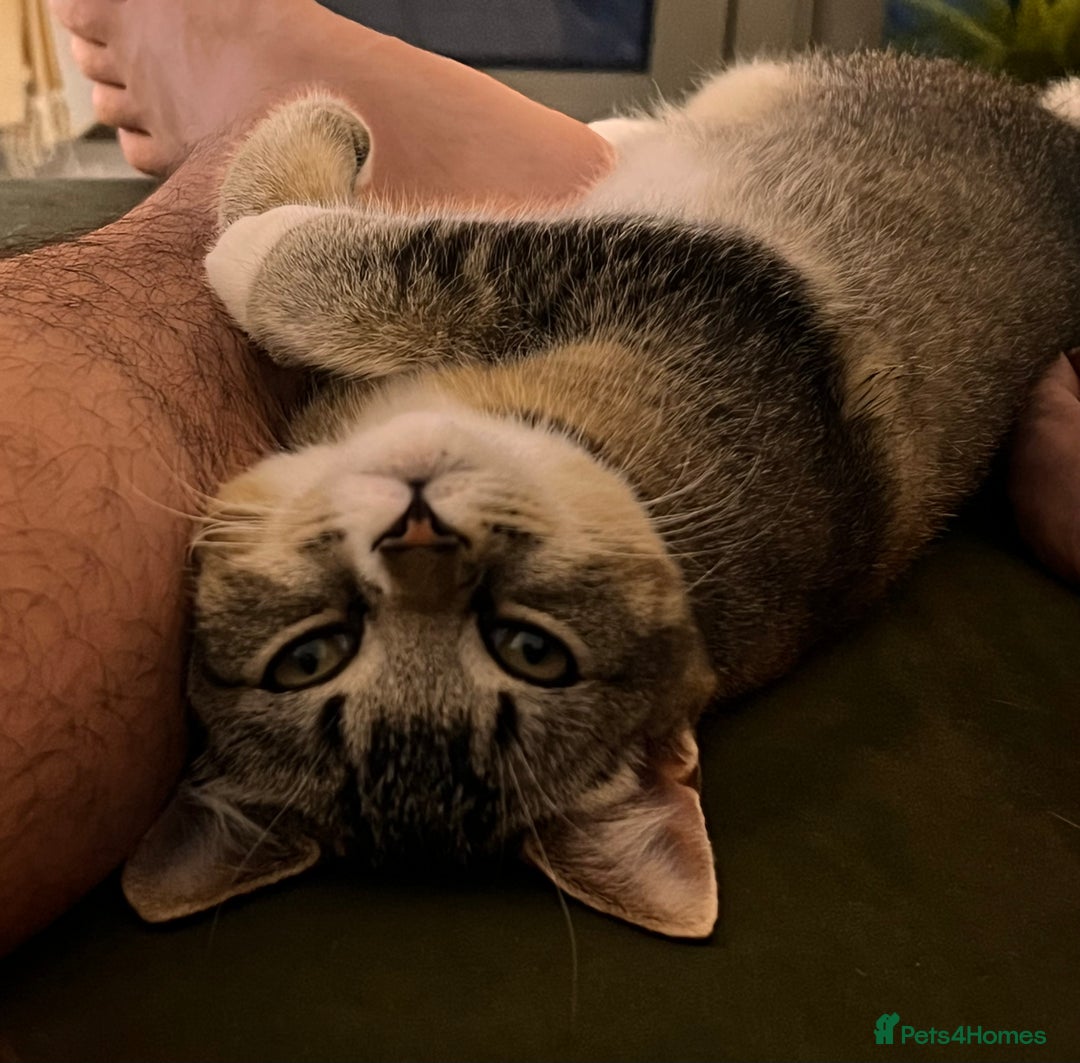 Mixed Breed cats for sale: Female short haired tabby  - Image 3