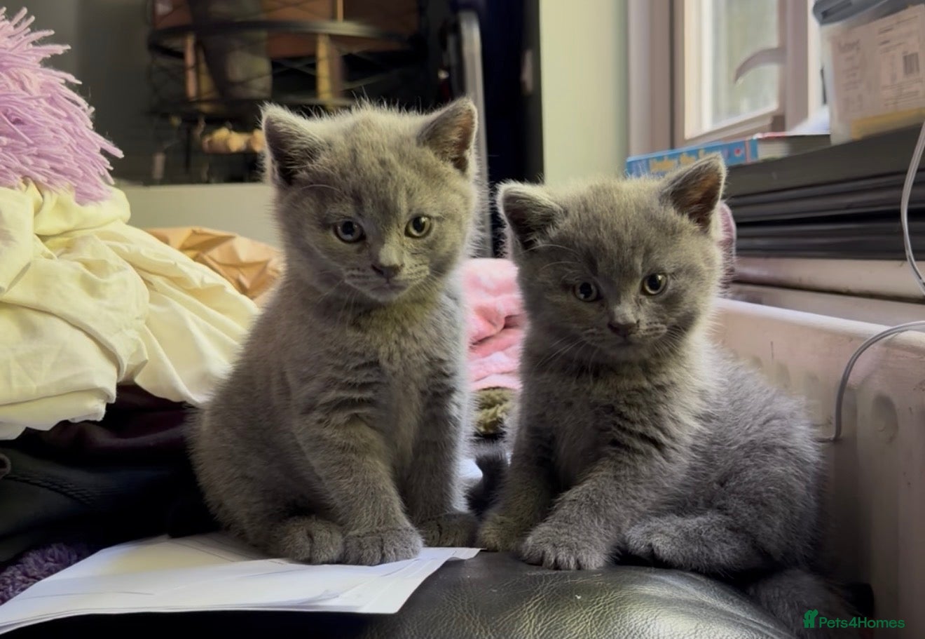 British Shorthair cats Beautiful British Shorthair kittens READY NOW! - Advert 2