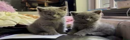 British Shorthair cats for sale: Beautiful British Shorthair kittens READY NOW! - Advert 4