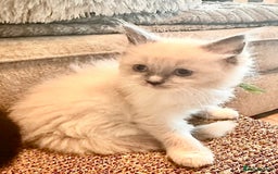 Ragdoll cats for sale: traditional Mitted ragdoll’s - Image 4