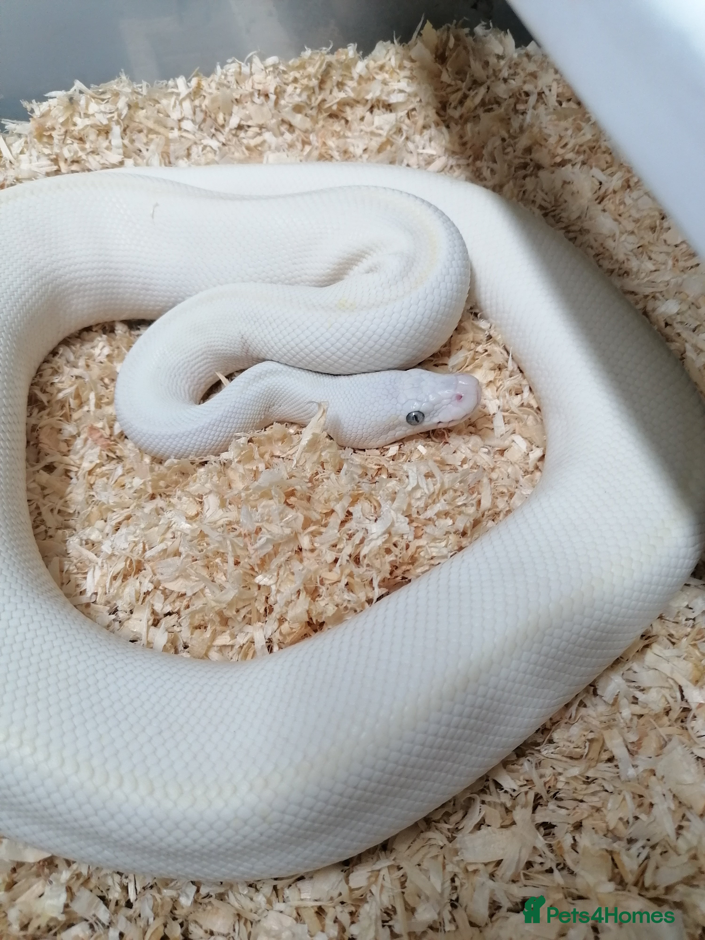 Python Snake reptiles Ball pythons adult females and hatchlings  - Advert 1