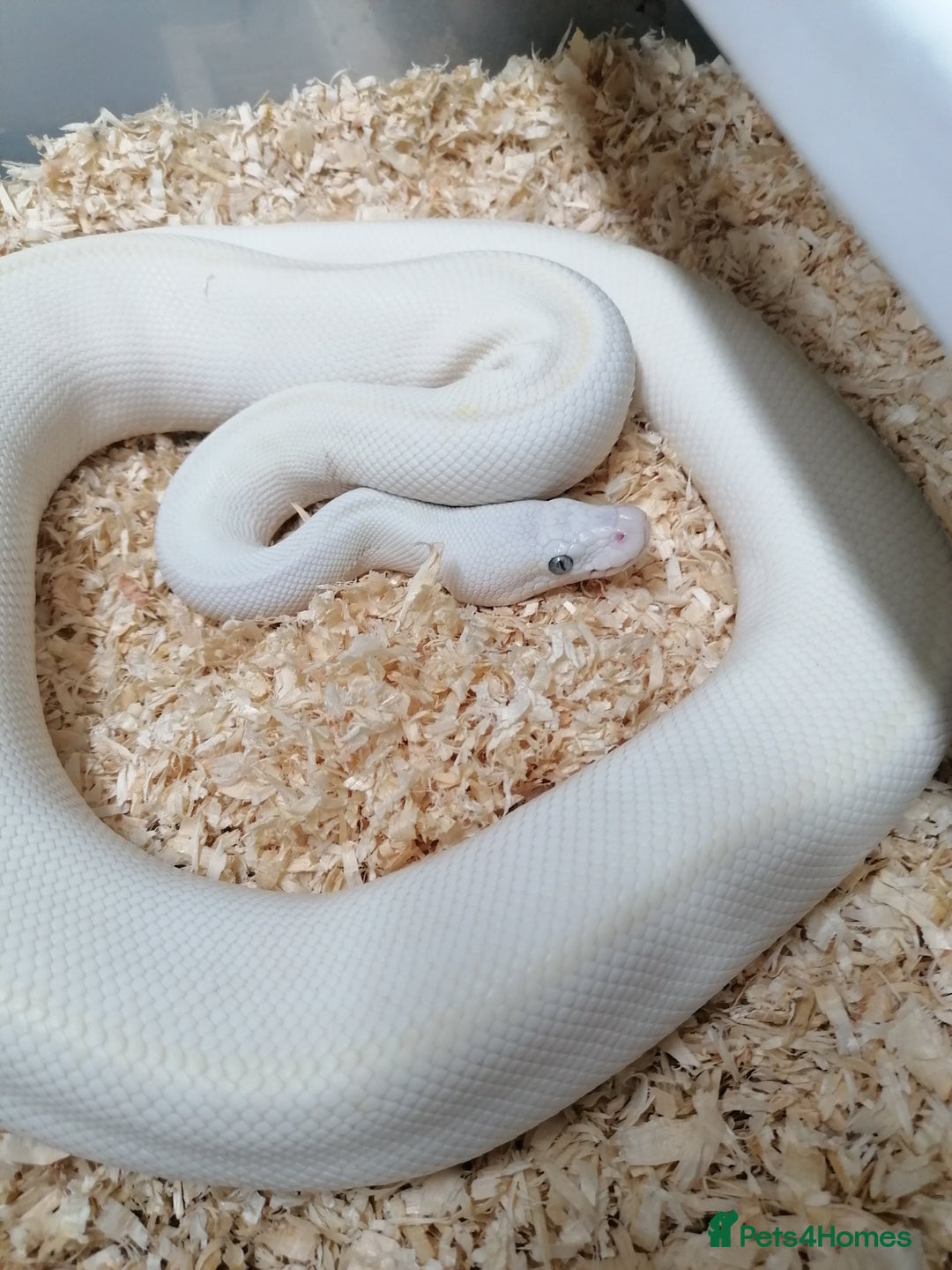 Python Snake reptiles for sale: Ball pythons adult females and hatchlings  - Image 1