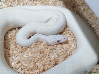 Python Snake reptiles - Advert 8