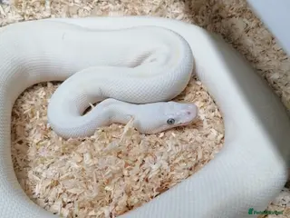 Python Snake reptiles Ball pythons adult females and hatchlings - Advert 1