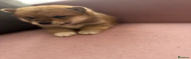 Japanese Shiba Inu Puppy 2