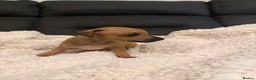 Italian Greyhound dogs for sale: KC Italian Greyhound Puppies  - Advert 10